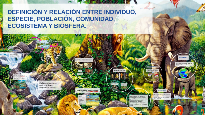 Definicion Y Relacion Entre Ecosistema Biosfera Individuo By Angela Conde On Prezi 3108