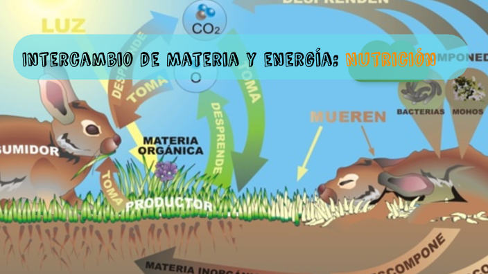 Intercambio de Materia y Energia by Carla Lencina on Prezi