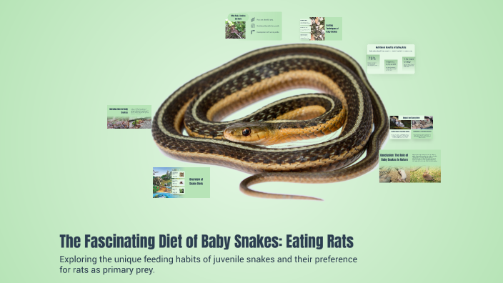 The Fascinating Diet of Baby Snakes: Eating Rats by Billie Manchester ...