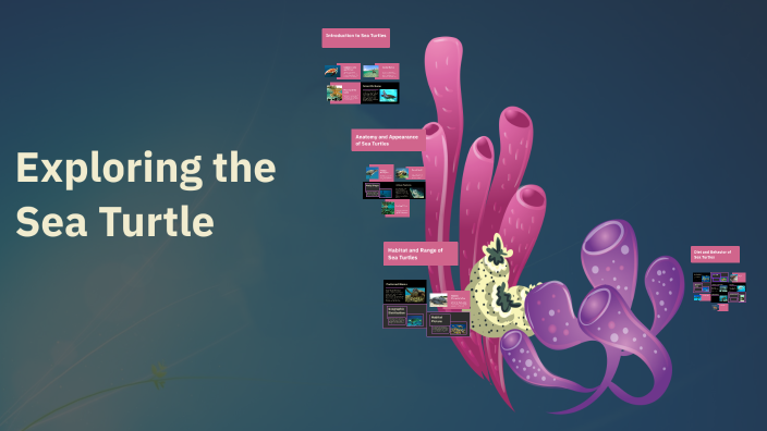 Exploring the Sea Turtle by Alexa Poropatic on Prezi