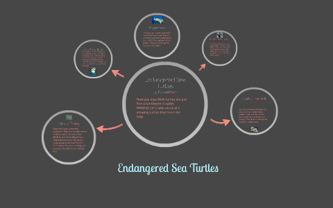 Endangered Sea Turtles by robert rysz on Prezi