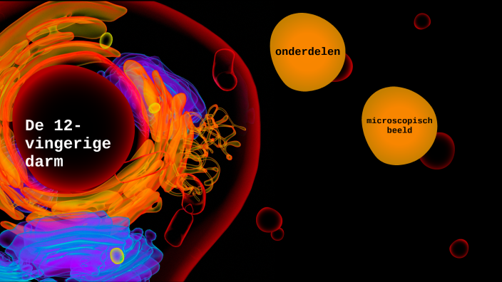 12-vingerige darm by lauden weltjens on Prezi