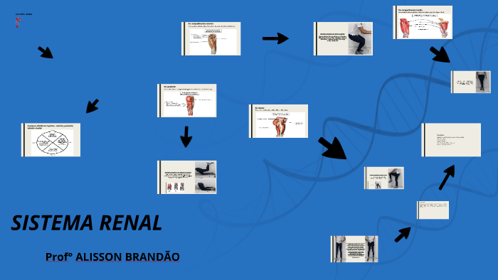 Musculos da Região do Quadril by on Prezi