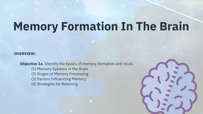Memory Formation In The Brain by Sarah Rodge on Prezi