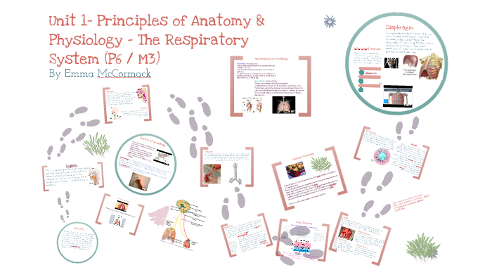 UNIT 1: The Respiratory System