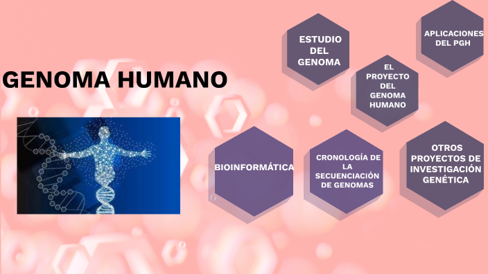 Genoma Humano By Jesús González On Prezi 1031