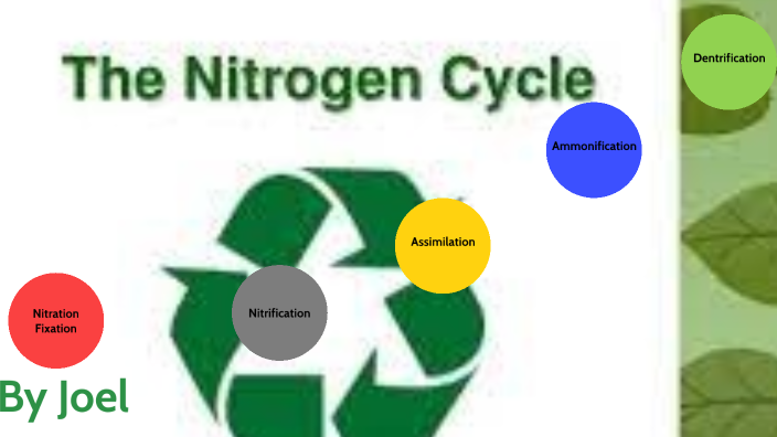 Nitrogen Cycle by Joel Ramírez on Prezi