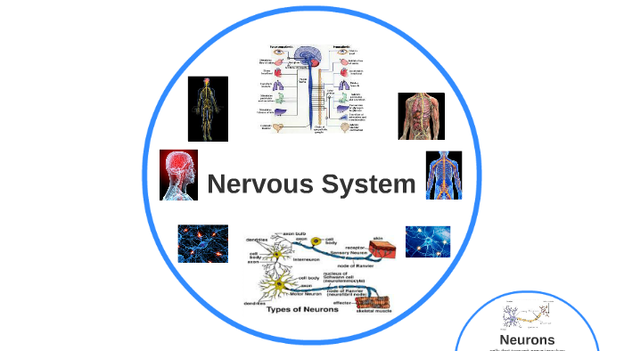 Nervous System by Meghan Jones on Prezi