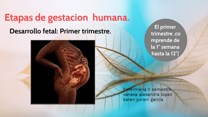 Desarrollo Fetal :primer Trimestre By Vanesa Alexandra Lopez Lopez On Prezi