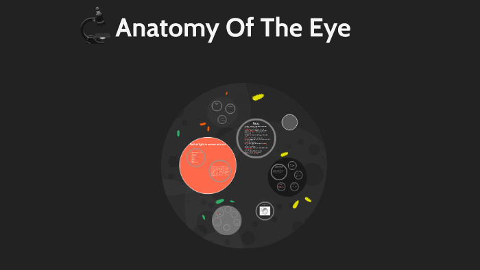 Anatomy Of The Eye by Isabella Maria on Prezi