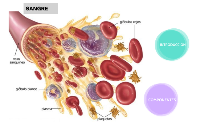 APARATO CARDIOVASCULAR: SANGRE by Florencia Sosa Albeiro on Prezi