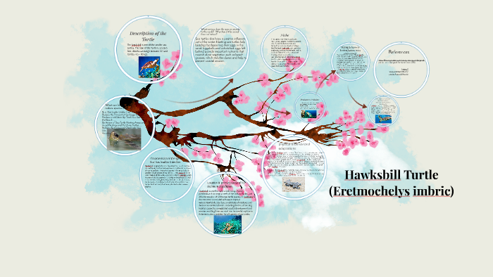 HawksBill Turtle by summer martin