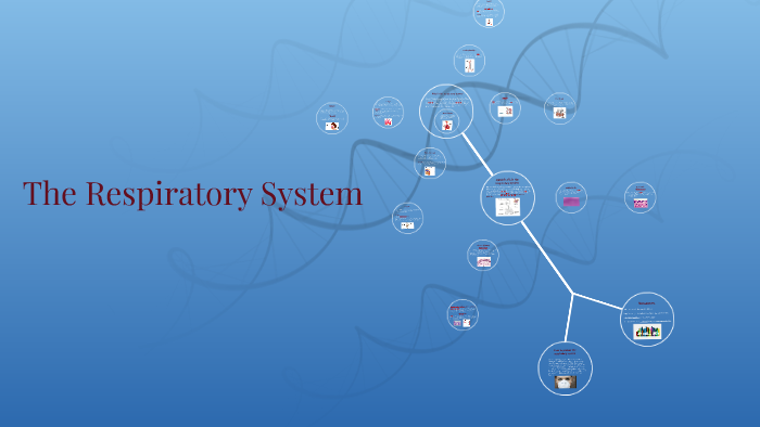 Respiratory System by Harshi S. on Prezi