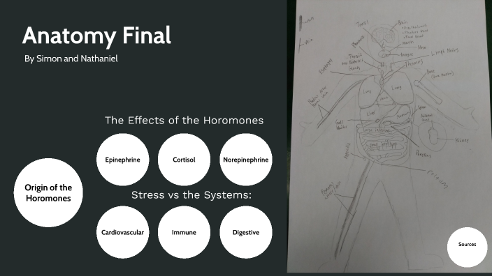Anatomy Final by Simon Park on Prezi