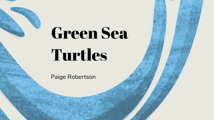 Green Sea Turtles by Paige Robertson on Prezi