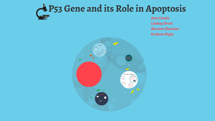 P53 Gene and its role in Apoptosis by Lindsay Brent on Prezi