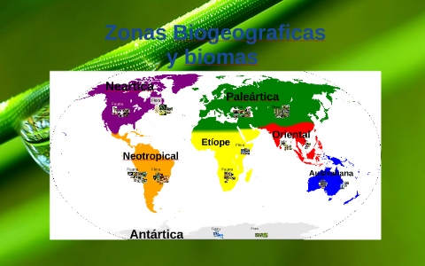 Zonas Biogeograficas by Andres AS on Prezi