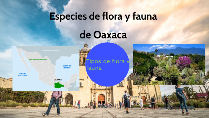 flora y fauna de oaxaca by Emiliano Arturo May Lázaro on Prezi