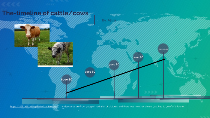 The Domestication Of Cattle By Alivia Trinrud