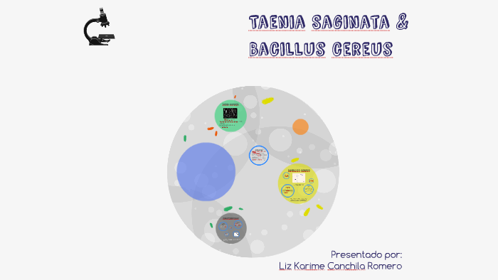 Taenia Saginata Amp Bacillus Cereus By Liz Canchila On Prezi Next