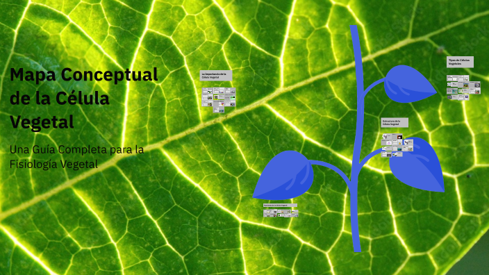 Mapa Conceptual de la Célula Vegetal by Natalia Castillo on Prezi