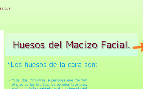 Huesos del macizo facial. by aylin zagaste on Prezi