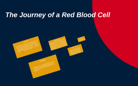The Journey of a Red Blood Cell by Taylor Short on Prezi