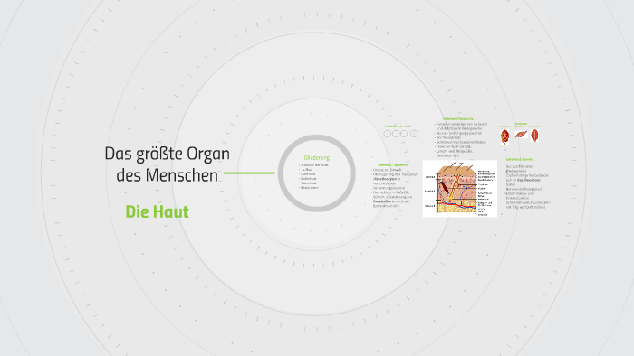 Das Größte Organ Des Menschen prezi.com