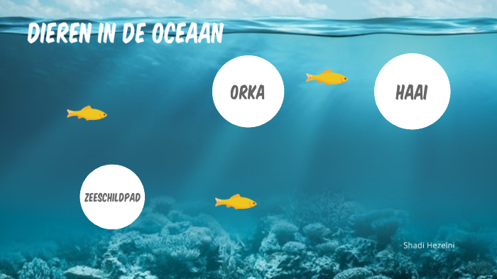 Dieren in de oceaan by Shadi Hezeini on Prezi