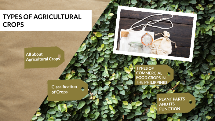 Unit 2_Lesson 2: Types of Agricultural Crops by Iron Morales on Prezi