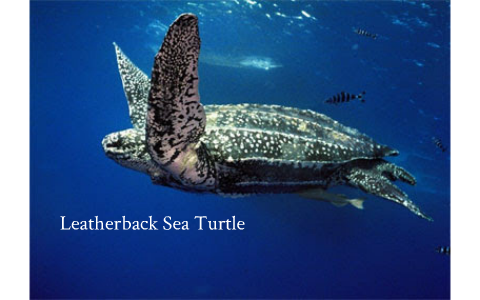 Leatherback Sea Turtle by ayden blanchard on Prezi