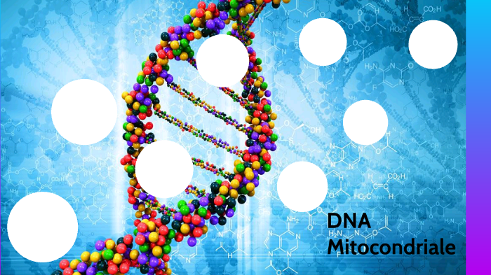 DNA Mitocondriale by Lidia Gamberoni on Prezi