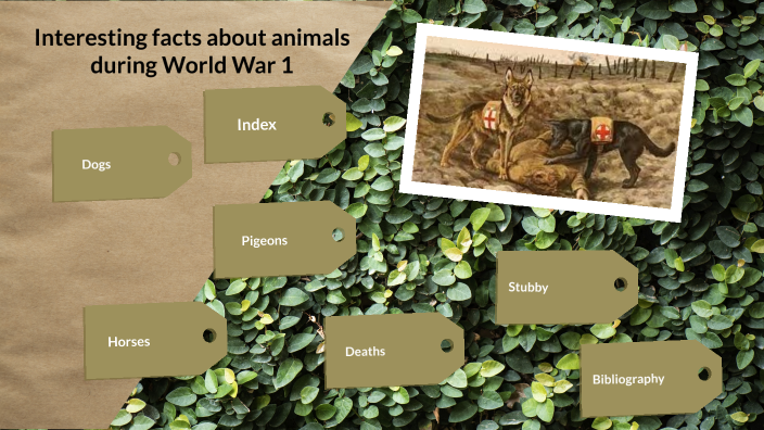 Interesting facts about animals during WW1 by Pol Martí Sebastián on Prezi