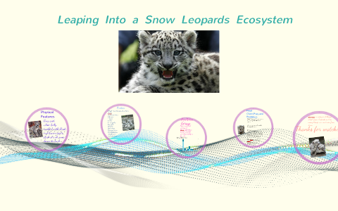Leaping Into a Snow Leopards Ecosystem by Shaniah Williams on Prezi