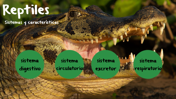 Biología Reptiles by Luca Martello