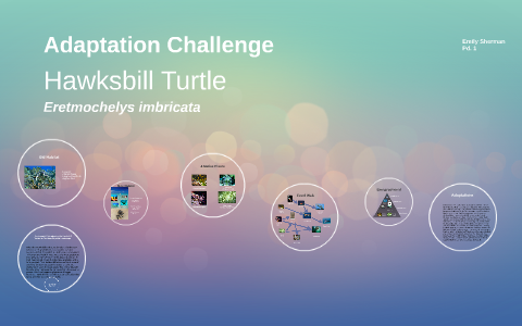 Hawksbill Turtle Adaptation Challenge by Emily Sherman on Prezi