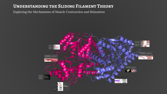 Addison Rhoden Understanding the Sliding Filament Theory by Addison Rhoden on Prezi