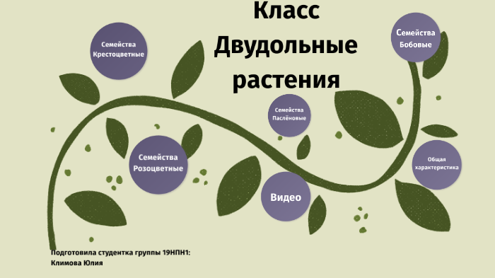 Двудольные растения презентация