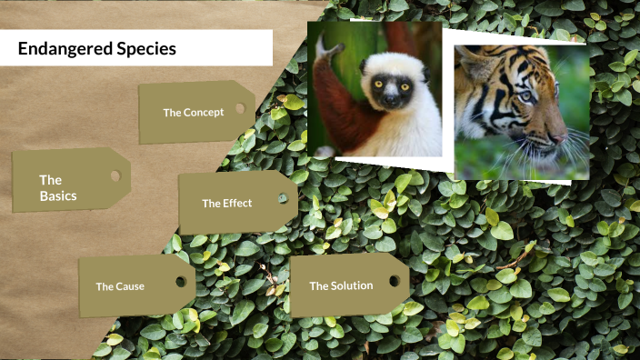 Endangered Species by Daniela Contreras on Prezi