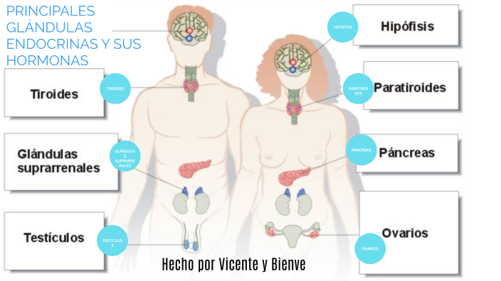 Principales Glándulas Endocrinas By Bienve Rodriguez Mariscal 