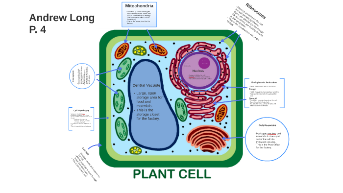 Plant Cell Diagram by on Prezi Next