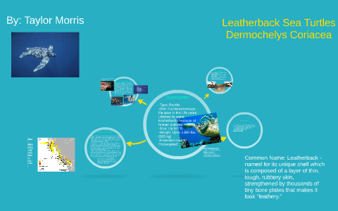 Leatherback Sea Turtles by on Prezi