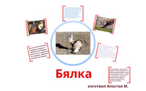 Белка (Бялка) by Апостол М. on Prezi