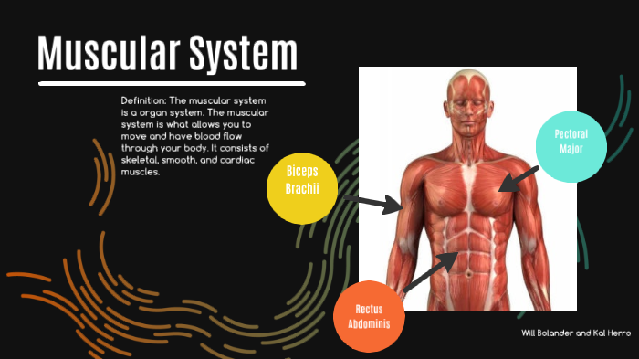 muscular-system-by-kal-herro