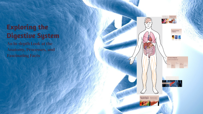 Exploring the Digestive System by ezra vion on Prezi
