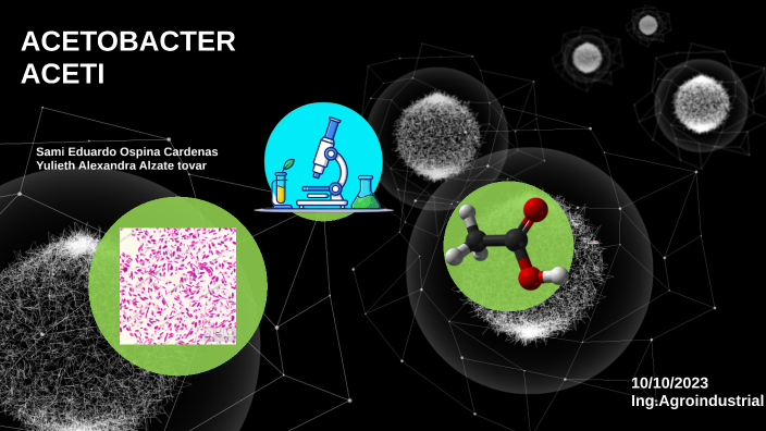 Acetobacter aceti by SAMI EDUARDO OSPINA CARDENAS