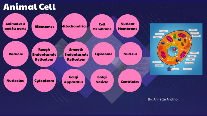 Animal cell by Annette A on Prezi
