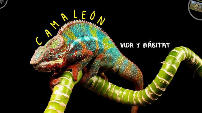 Camaleón Vida Y Hábitat By Ana C Pacheco On Prezi Camaleón Vida Y Hábitat By Ana C Pacheco On Prezi
