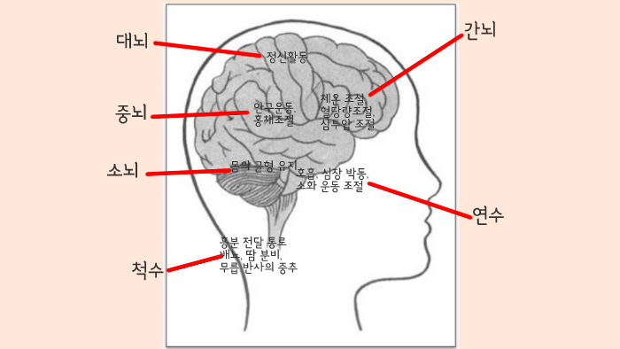 뇌의 구조와 기능 by 광수 윤 on Prezi