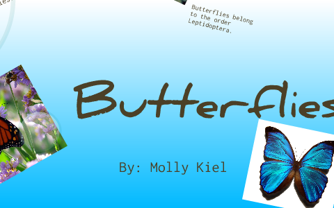 Insects-Molly Kiel by Molly Kiel on Prezi